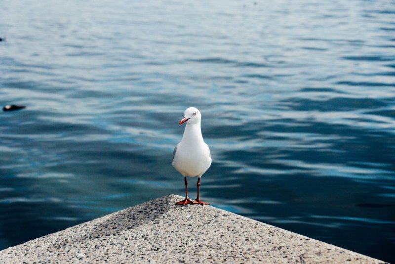 OZ | Melbourne Seagull